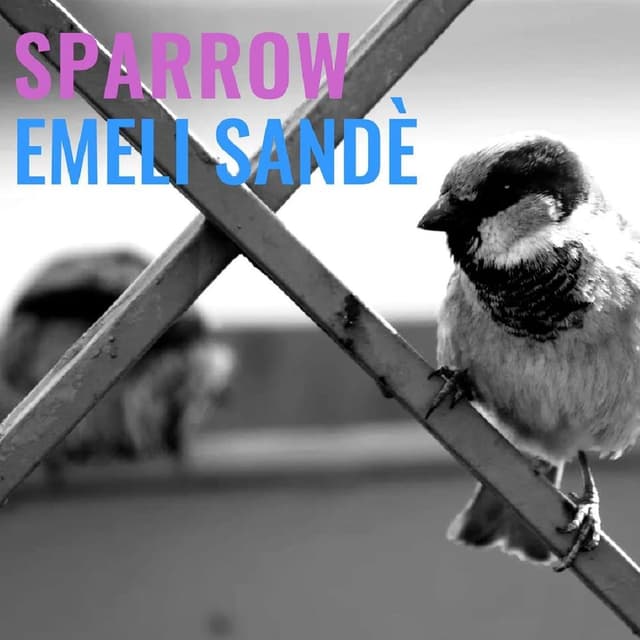 Sparrow
